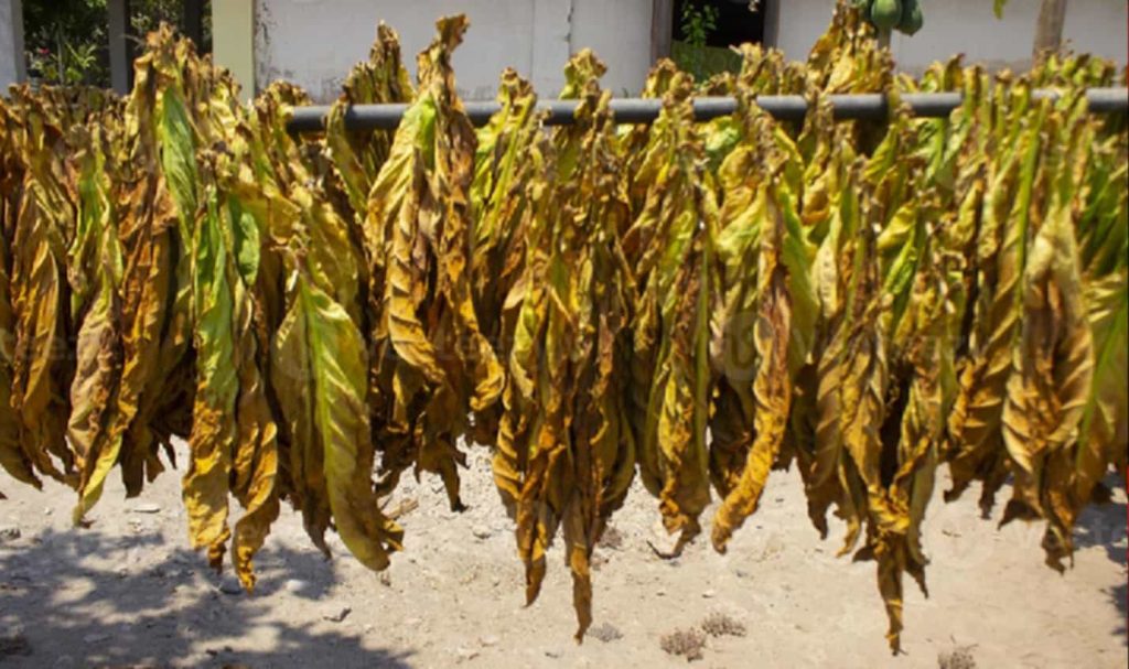 Assorted tobacco leaves being prepared for cutting.