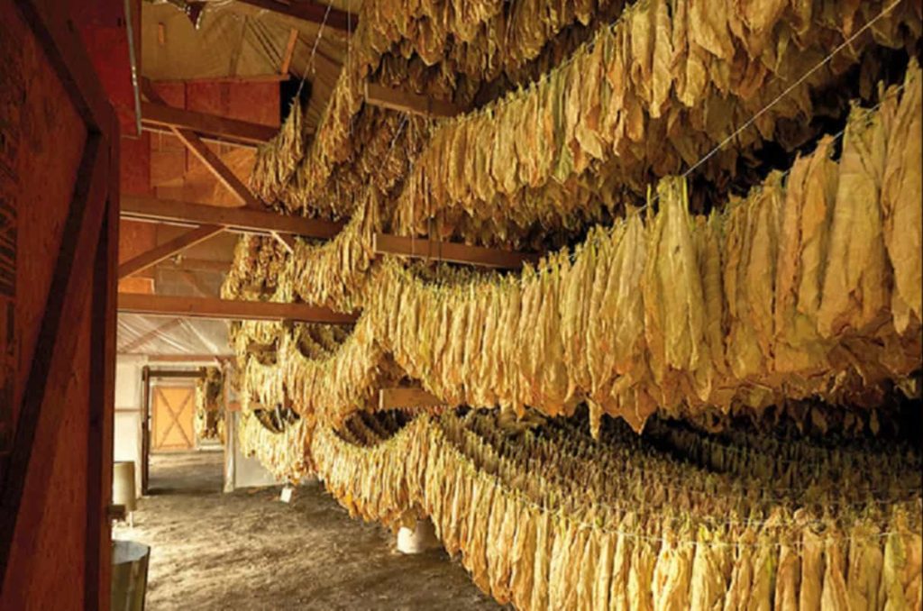 A Canopy of Cheesecloth Tents Enveloping the Verdant Expanse of Connecticut Shade Tobacco