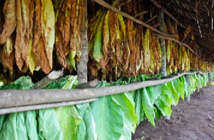 Baled Flue-cured Burley tobacco ready for shipment