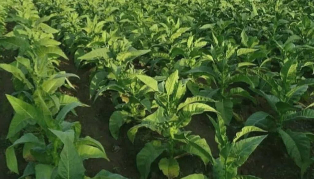 A vivid glimpse into Kentucky tobacco fields